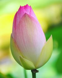 Close-up of pink water lily