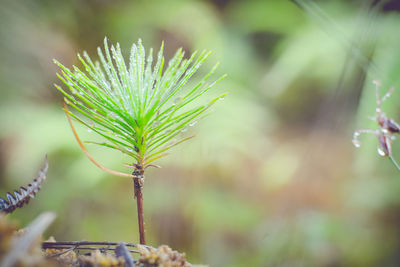 Close-up of green plant