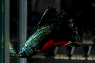 Close-up of fish swimming in tank seen through glass