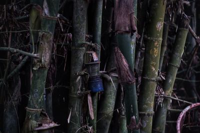 Full frame shot of bamboo trees in forest