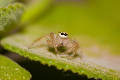 Close-up of spider