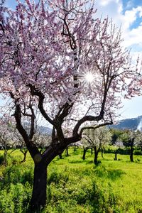 Cherry blossoms in spring