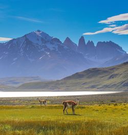 Mammals on field by snowcapped mountains against sky