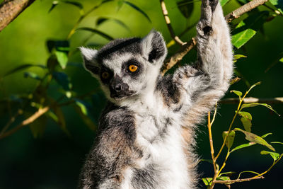 Close-up of lemur in the wild