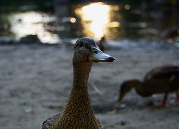 Close-up of bird in lake during sunset