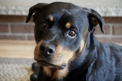 Close-up portrait of dog