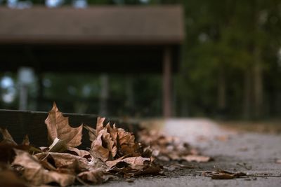 Close-up of dry autumn leaves on wood