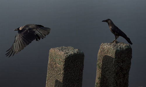 Close-up of bird perching on water