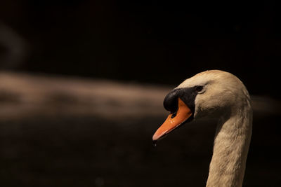 Close-up of swan