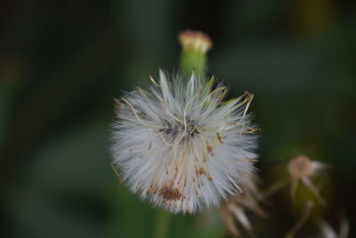 Close-up of white dandelion flower
