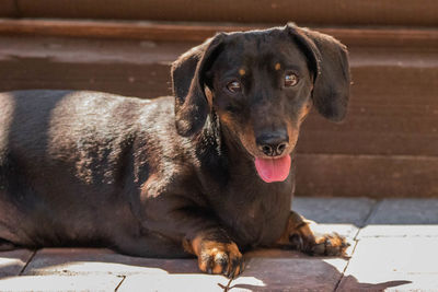 Portrait of dog sitting outdoors