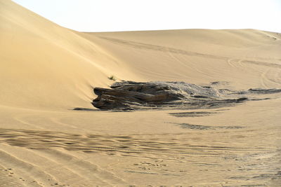 Around nazwa and pink rock desert, viewing of the sand and plant in the desert, sharjah, uae