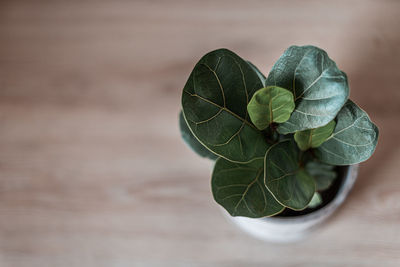 Close-up of fiddle leaf on table