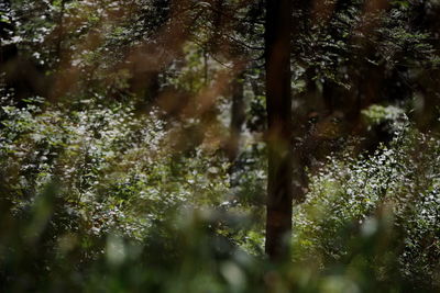 Full frame shot of trees in forest