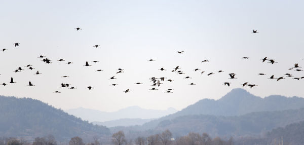 Flock of birds flying in the sky