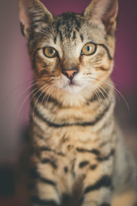 Close-up portrait of a cat