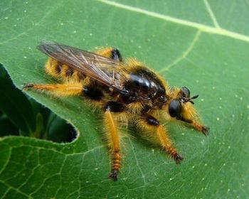 Close-up of bee on leaf