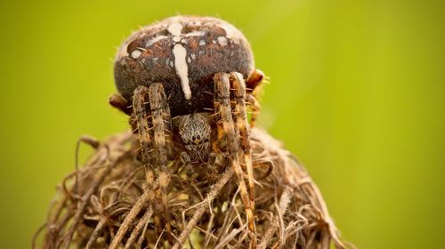 Close-up of spider