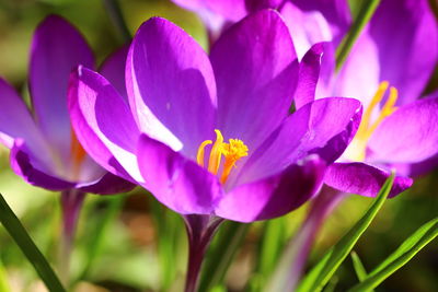 Close-up of purple crocus flower