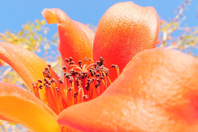 Close-up of orange tropical flower outdoors