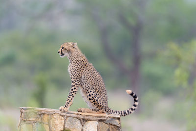 Side view of a reptile against blurred background