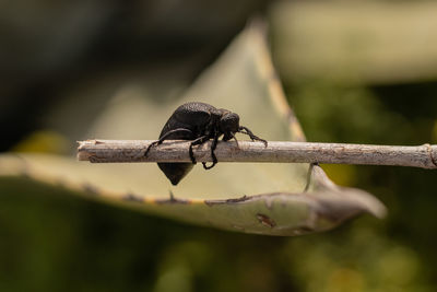 Close-up of insect on leaf against blurred background