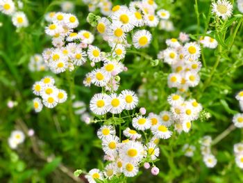 Close-up of yellow flowering plants on field