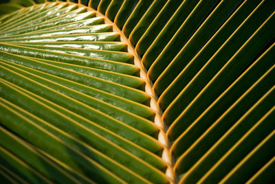 Full frame shot of palm leaves