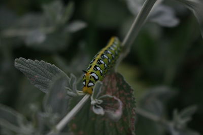 Close-up of insect on flower