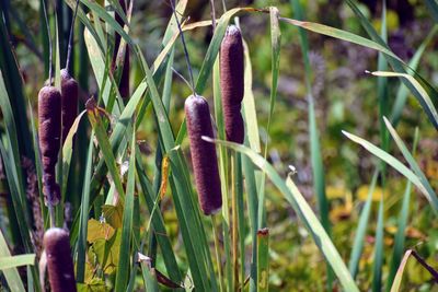 Close-up of plants growing on field
