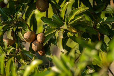 Close-up of fruits growing on tree