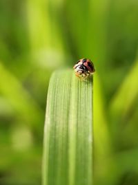 Close-up of insect on leaf