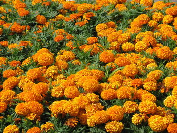 High angle view of marigold flowers