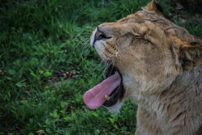 Close-up of lion yawning