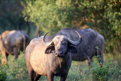 Buffalo standing on field