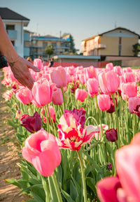 Close-up of pink flowering plants