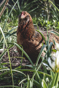 Close-up of a bird on grass