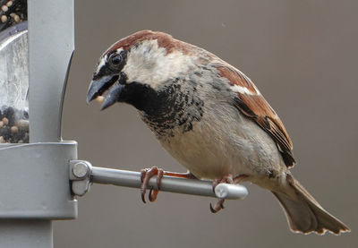 Chewing on the feeder