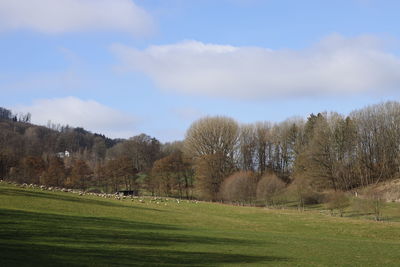 Trees on field against sky