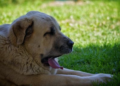 Close-up of dog in field