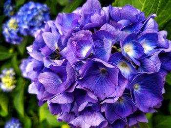 Close-up of purple flowering plant