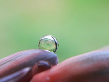 Close-up of hand holding leaf against blurred background