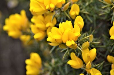 Close-up of yellow flowering plant in park