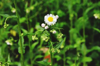 Close-up of white flowering plant