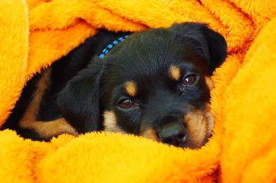 Close-up portrait of a dog