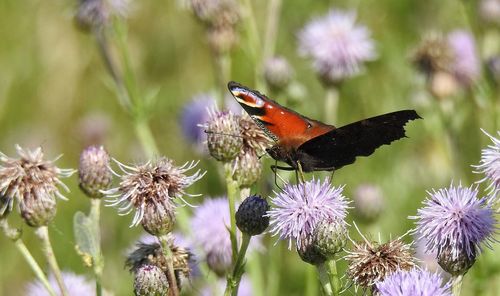 Butterfly pollinating on purple flower