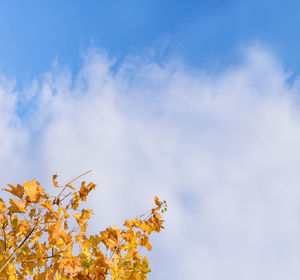 Low angle view of flowering plant against sky