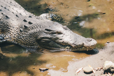 High angle view of crocodile in lake