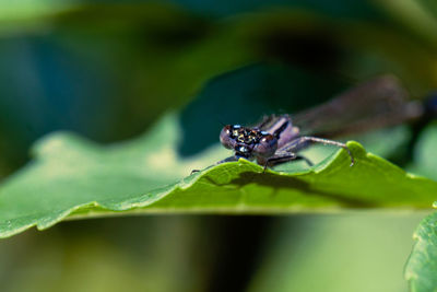 Close-up of insect on leaf