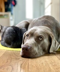 Close-up portrait of dog lying on floor at home